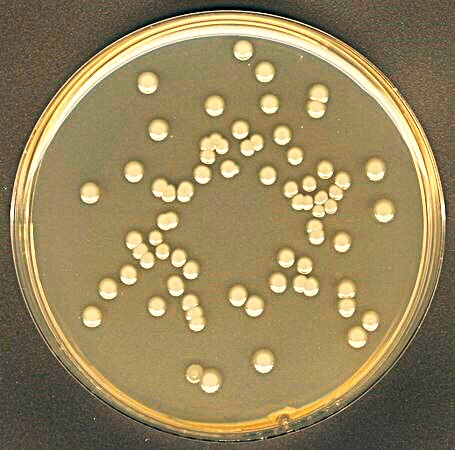Microbiological Test Plate